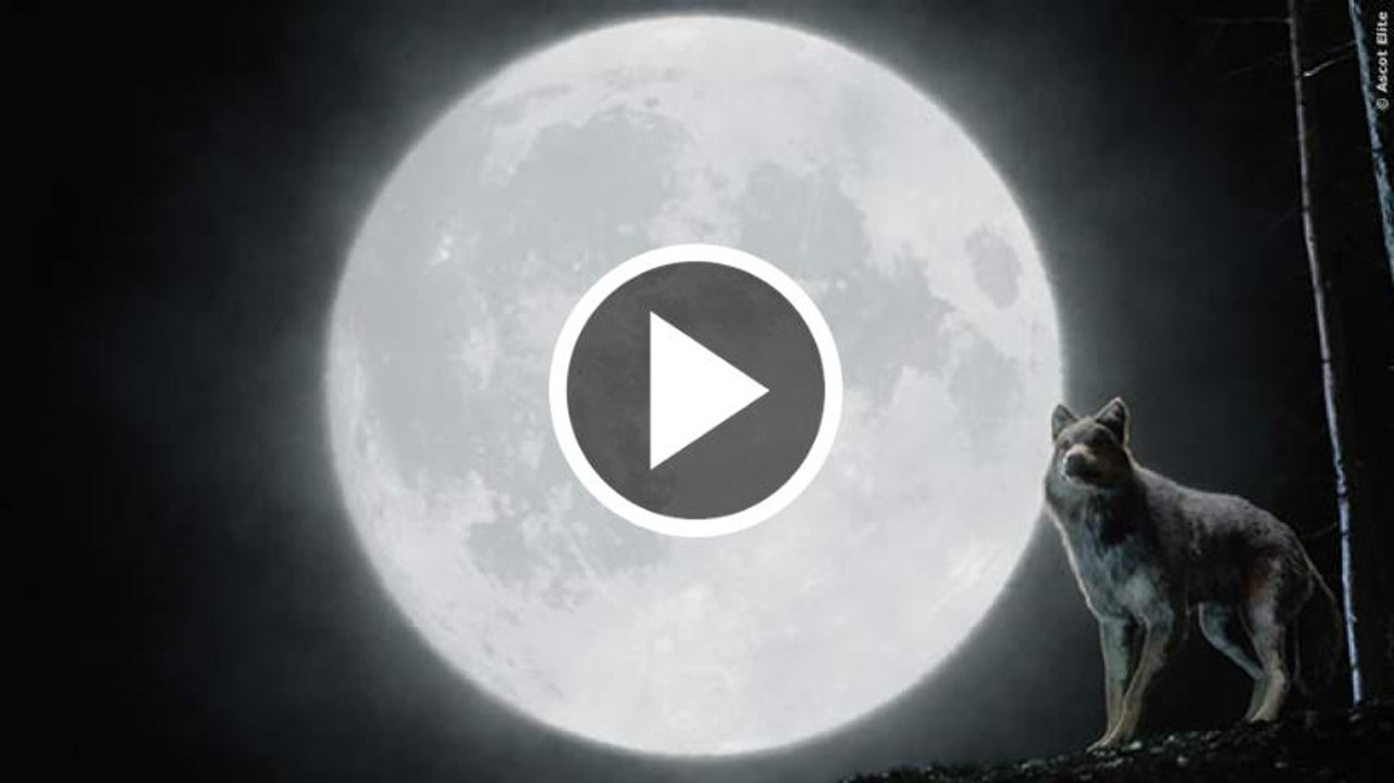 Wolfblood Staffel 1 Trailer German Deutsch (2013)