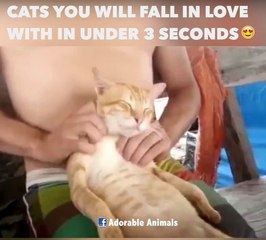 CATS YOU WILL FALL IN LOVE WITH IN UNDER 3 SECONDS