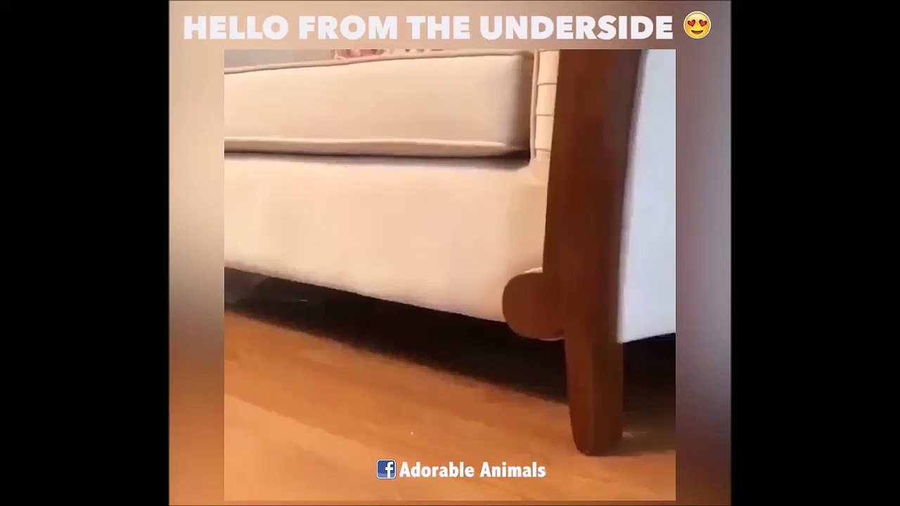 Le chat qui fait le menage sous les meubles