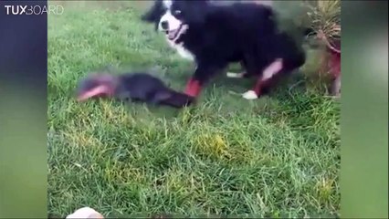 The otter and the dog... So cute love story