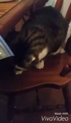 Something wrong with this cat... So funny