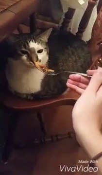 Ce chat a envie de vomir chaque fois qu'il sent en aliment... Dingue!