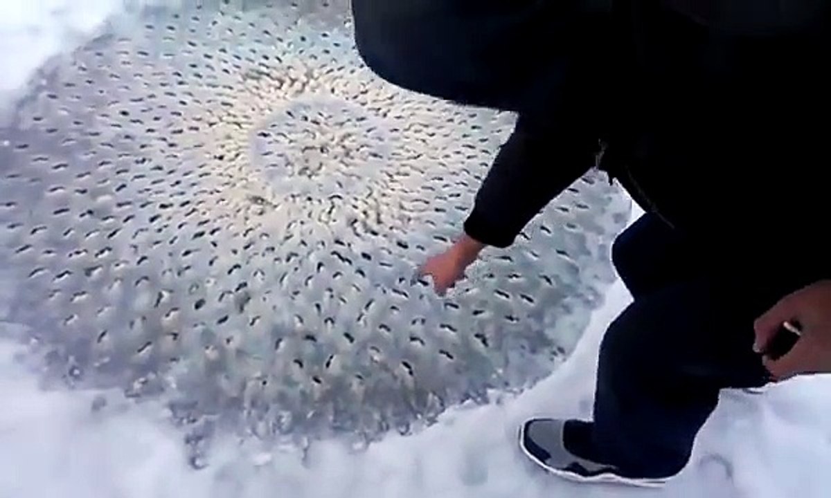 Weird lake object - What is this thing