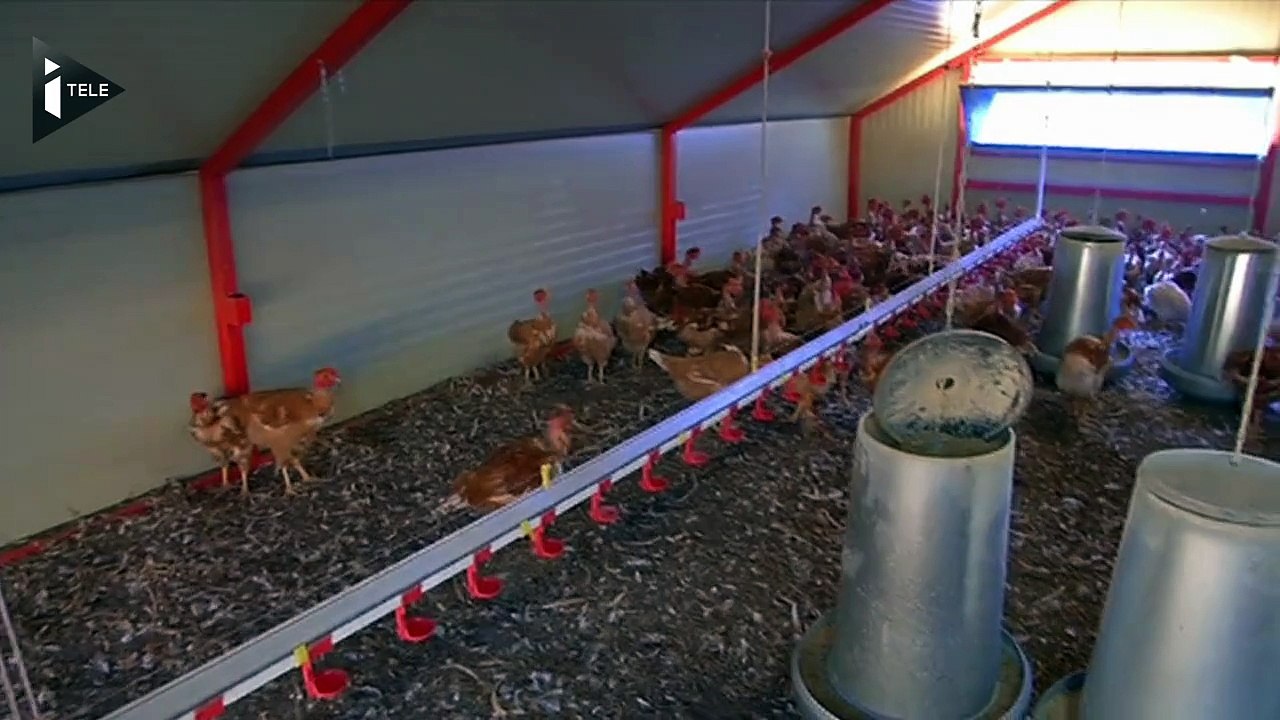 De nouveaux cas de grippe aviaire détectés