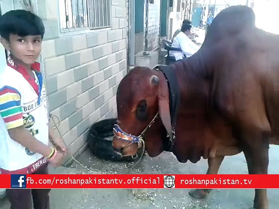 Qurbani Cow Smash the Boy