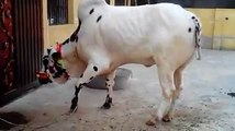 Dangerous || Beautiful Cow Qurbani || Eid ul