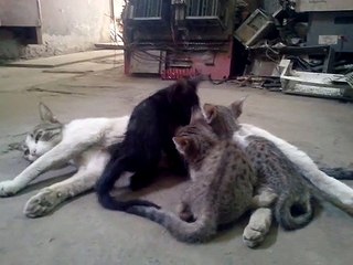 cat feeding their kitten baby cats drinking milk