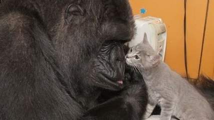 Une gorille rencontre des chatons
