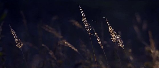 LES SAISONS - Bande-annonce