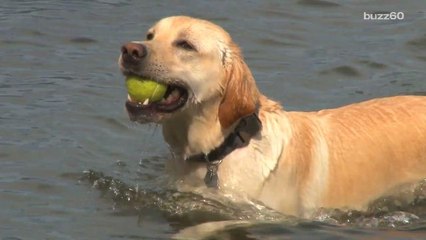 Science says dogs started being domesticated 33,000 years ago in China