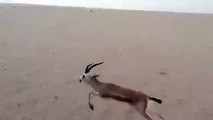 طريقة غريبة لصيد الغزال في الصحراء!