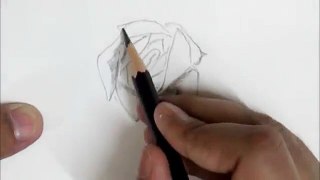 How To Draw A Rose Flower