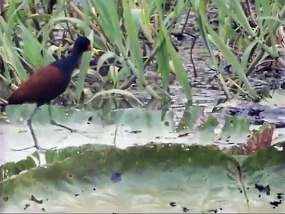 Leau le cycle de la vie Film documentaire