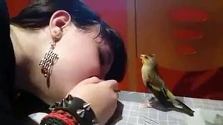 THE EMOTIONAL BIRD