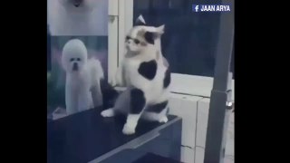 cat dancing,funny new,cat dancing ,Dancing Cats Compilation,Very cute and adorable !