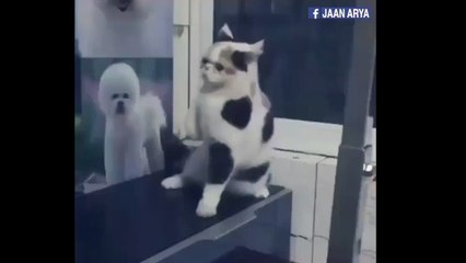 cat dancing,funny new,cat dancing ,Dancing Cats Compilation,Very cute and adorable !