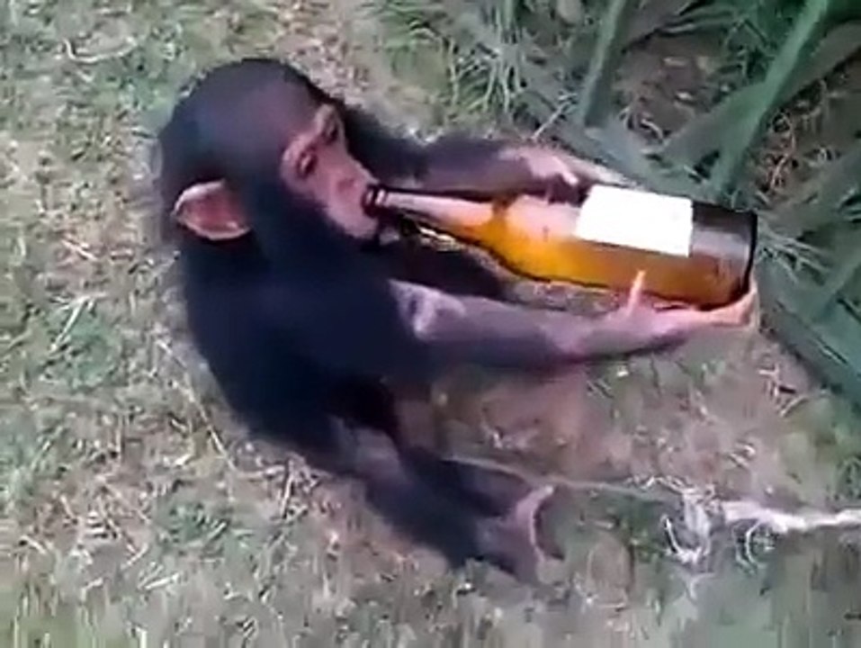 ha ha ha check drunken monkey  funny video clip