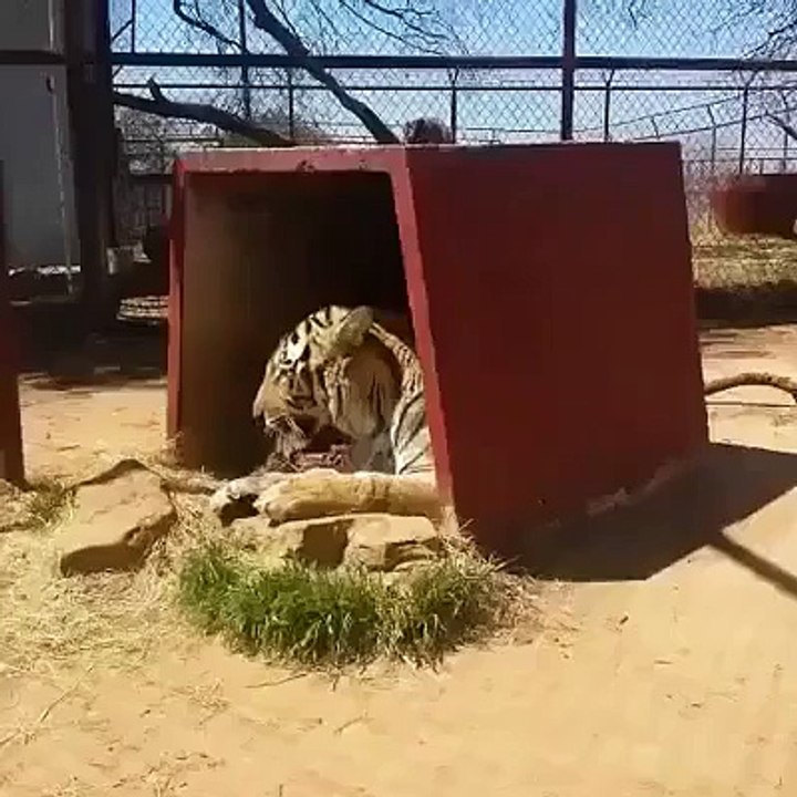 tiger attack funny video