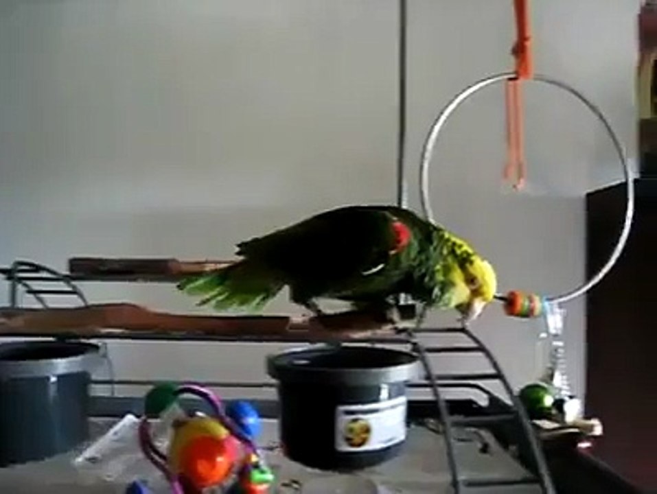 amazing parrat video