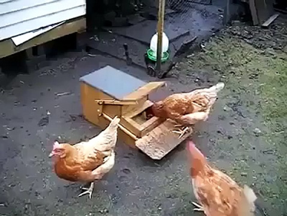 amazing video (3)