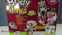 Body and Bones + Mold a Skull! Dough Science Kit DIY Toy Review by HobbyKidsTV