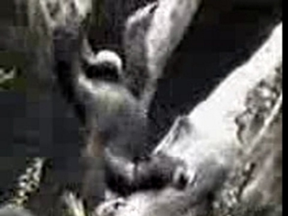 Obezjbyana_kovyiryalyjschcica