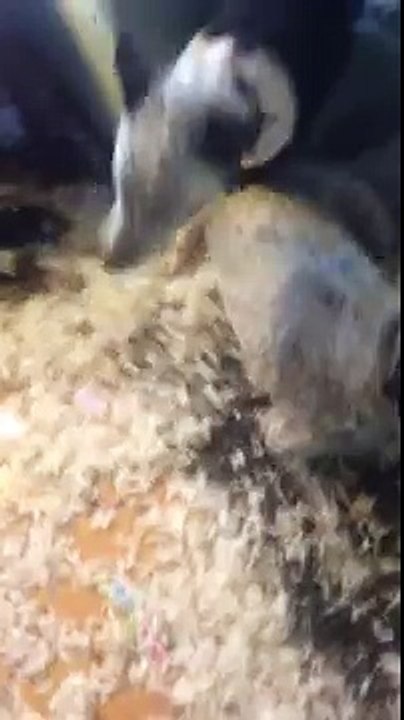Dogs Vs. feather filled pillow