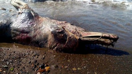 NGERI!! Misteri Yang Belum TERPECAHKAN TENTANG Makhluk Yang ditemukan di PANTAI