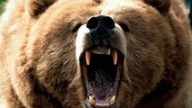 Desafios Mortais - Ursos pardos e Polares