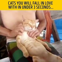 Cats You Will Fall In Love With'in 3 Sec - Must Watch