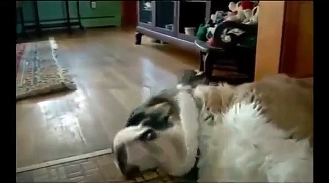 Смешное видео с кошками 2013 Самое лучшее! Забавные ко