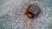 Snapping Turtle Attacks Man Who Pokes Him With a Stick