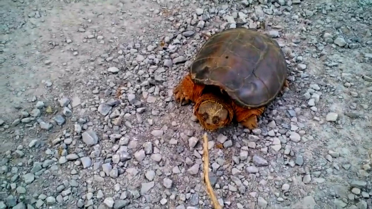 Snapping Turtle Attacks Man Who Pokes Him With a Stick