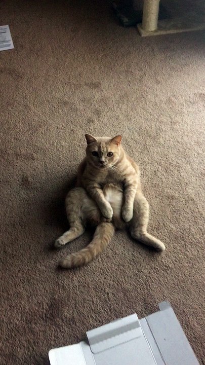 My Cat  ( ͡° ͜ʖ ͡°)