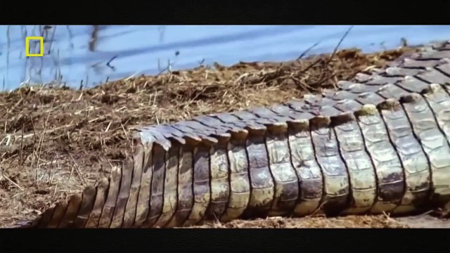 Super Attractive Animals Documentary - Wildlife Animals Documentary - National Geographic (2016)