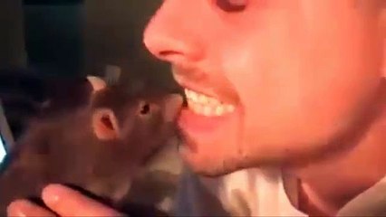 disgusting-pigs-use-a-rat-to-clean-their-teeth