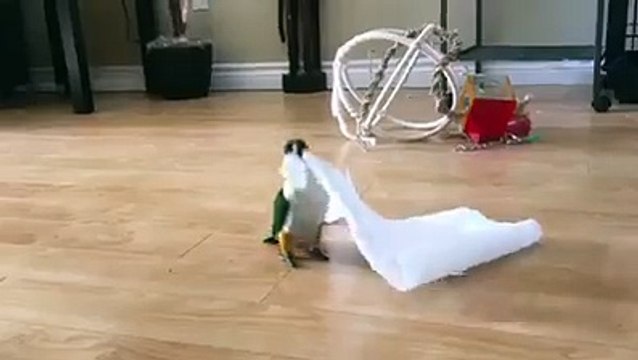 He Seems Perfectly Happy Playing With Paper Towels - So cute Parrot EVER !