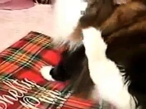 New 2016 Самые толстые коты в мире - 5 самых толстячков