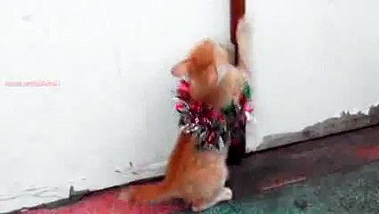 New 2016 Новогодний Котёнок Сошел с Ума - Смешные кошки