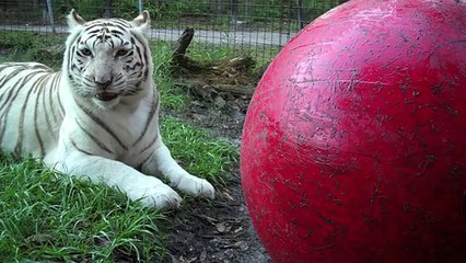 White Tigers - Cruelty NOT Conservation