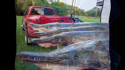 ✔ 75 Most Weird, Scary and Rarest Animals in the World Real Pictures (Rare Compilation)