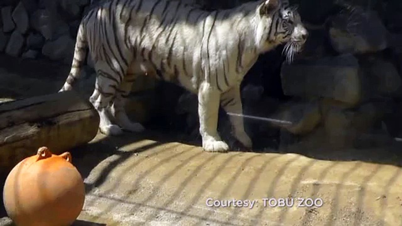 White tiger cub brothers rescue sibling fallen in a pool