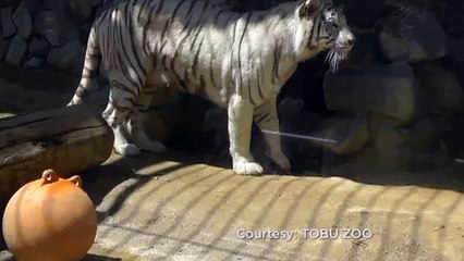 White tiger cub brothers rescue sibling fallen in a pool