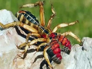 10 Most Weirdest and Rarest Animals in the World Real Pictures