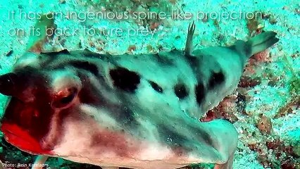 10 of the MOST AMAZING SEA CREATURES ever discovered!