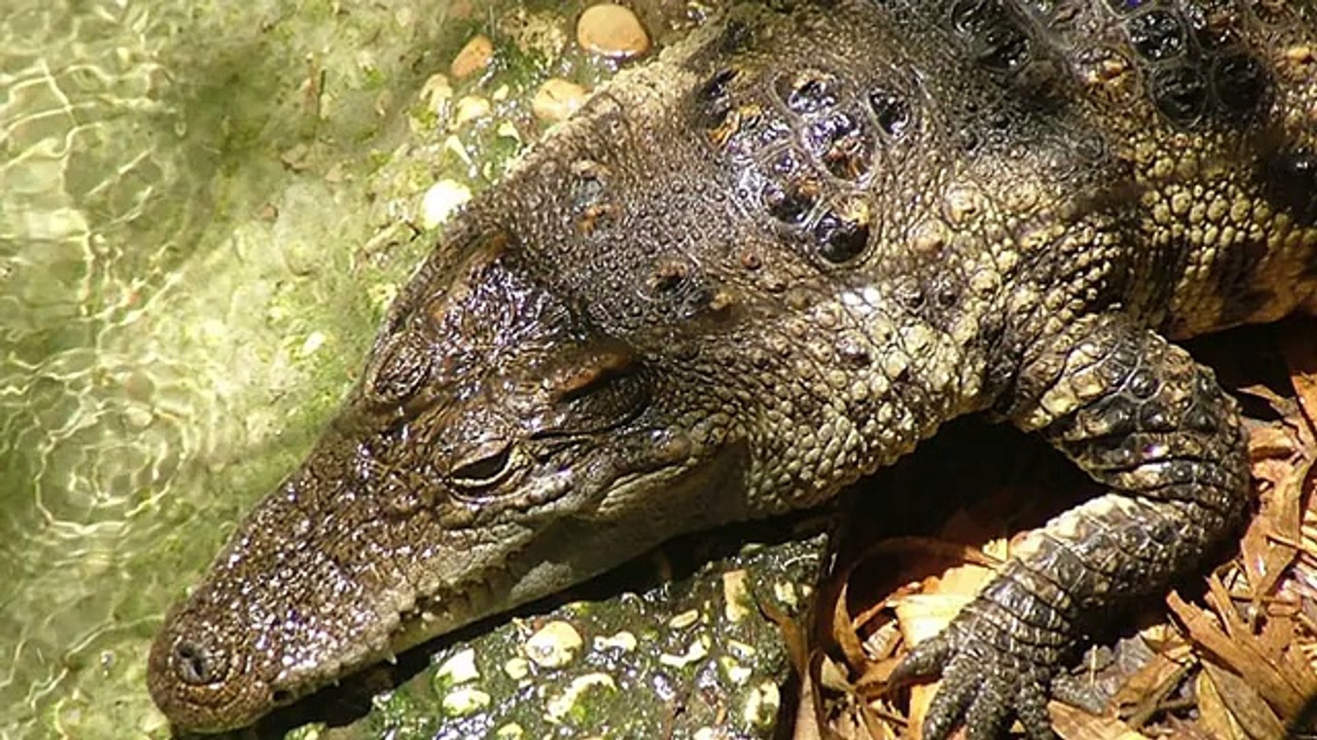 ⁣10 Rarest & Most Endangered Animals