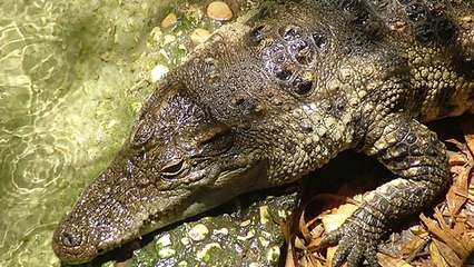 10 Rarest & Most Endangered Animals