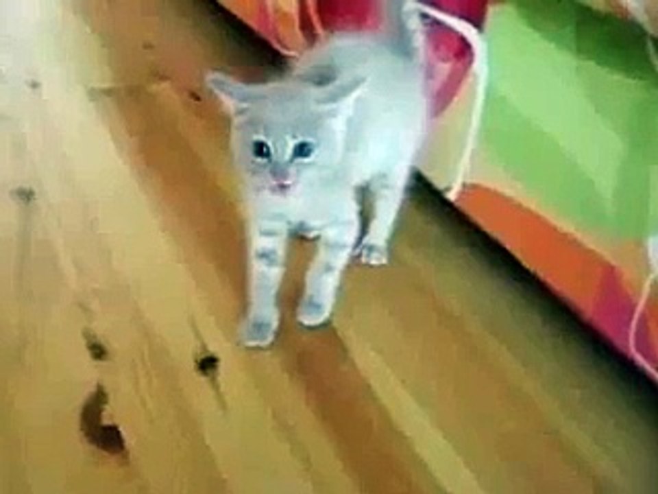 Gatito Enfrenta A La Cabra!! ★ Gato divertido gato chistoso gato tierno loco risa humor