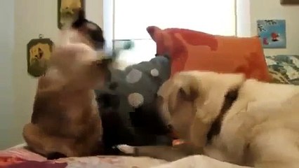 МЕГАПриколы !)) Кошки против собак!