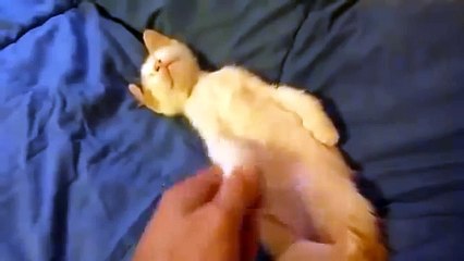 Прикол с котом!))) Пора вставать!